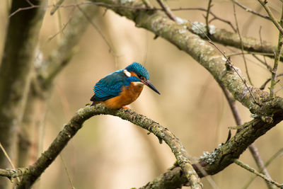 Close-up of kingfisher perching on branch