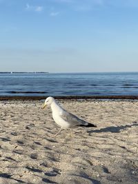 View of seagull on beach