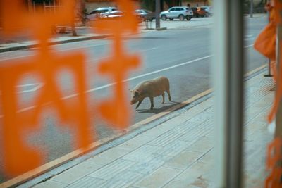 High angle view of dog walking on road