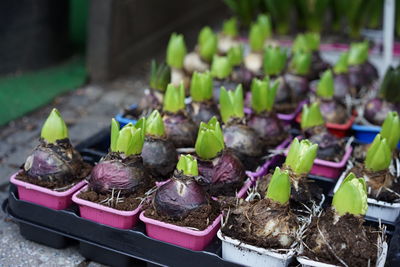 Plants in seedling trays for sale