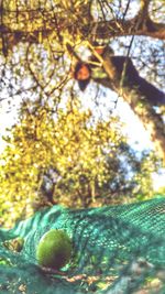 Close-up of lizard on tree