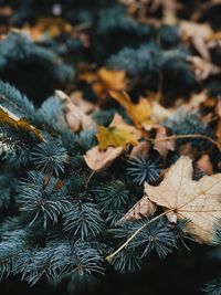 High angle view of maple leaves and plants on field