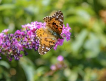 Close-up of butterfly pollinating on pink flower