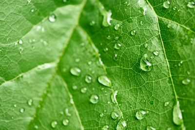 Macro shot of wet leaves on rainy day