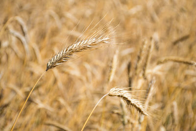 Wonderful field of yellow wheat ears ready to be harvested in summer, close up