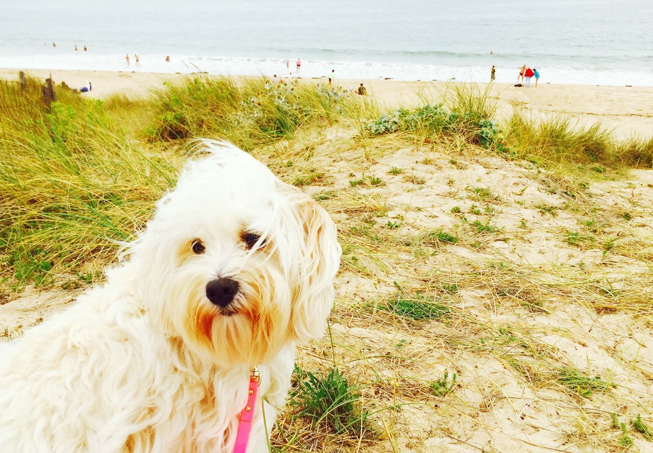 beach, sand, domestic animals, dog, sea, shore, animal themes, water, pets, mammal, one animal, nature, relaxation, horizon over water, day, outdoors, vacations, incidental people, tranquility, summer