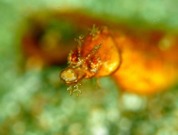 Close-up of caterpillar on water