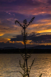 Silhouette plant by lake against orange sky