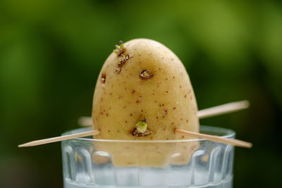 Close-up of potato on drinking glass