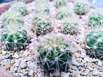 High angle view of cactus plants growing on pebbles