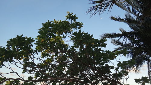 Low angle view of coconut palm tree against clear sky