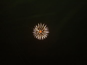 Low angle view of firework display at night