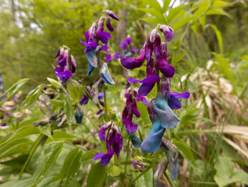 Close-up of purple flowering plants