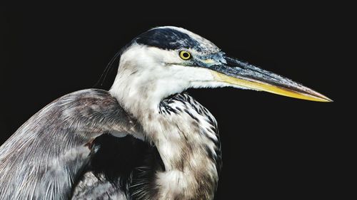 Close-up of gray heron against black background