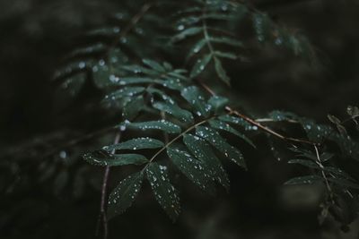 Close-up of wet leaves on plant during rainy season