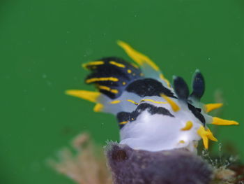 Yello, black translucent underwater slug, nudibranch polycera capensis