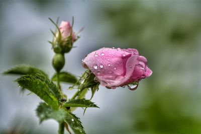 Close-up of pink rose