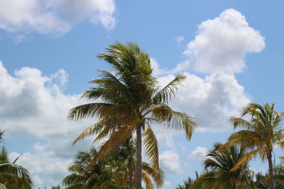 Low angle view of palm trees against sky