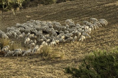 Flock of sheep in a field