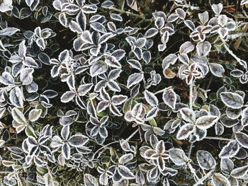 Full frame shot of frozen leaves during winter