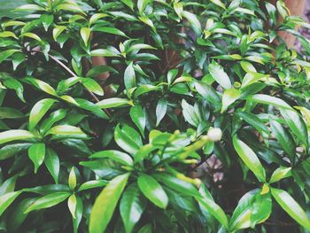 Green leaves shoot summer views