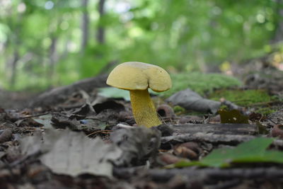 Close-up of mushroom growing in a forest.