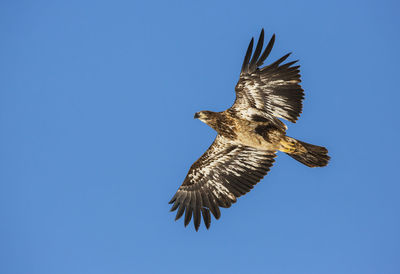 Low angle view of bird flying against clear blue sky