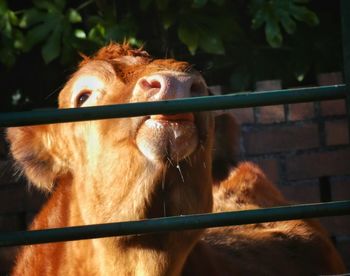 View of a cow through fence 