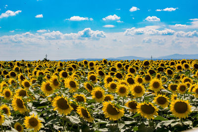 Scenic view of sunflower field against sky