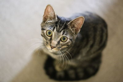 High angle portrait of cat on floor