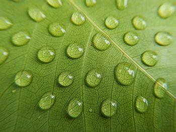 Full frame shot of water drops on leaves