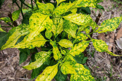 High angle view of fresh green plants