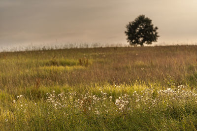 Scenic view of grassy field against sky