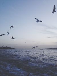 Seagulls flying over sea against sky