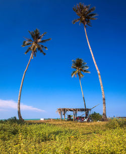 Low angle view of coconut palm trees on field against blue sky