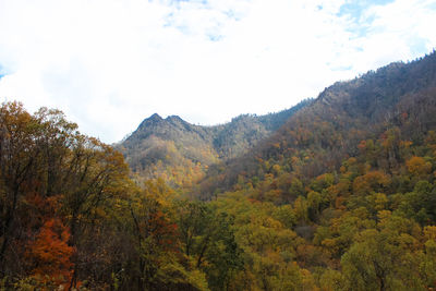 Scenic view of trees in forest against sky