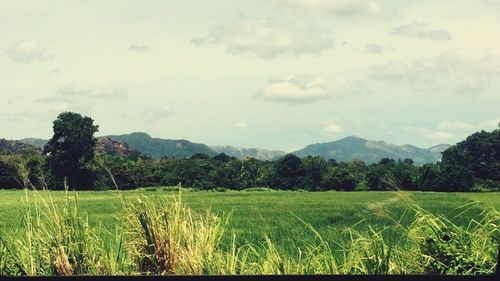 Scenic view of landscape against sky