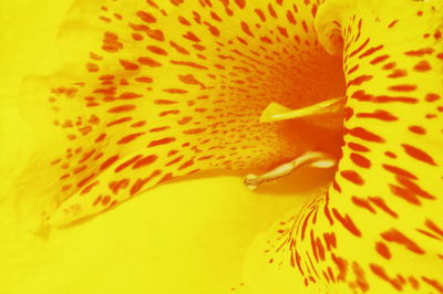 Close-up of yellow flower