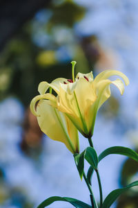 Close-up of yellow flower blooming outdoors