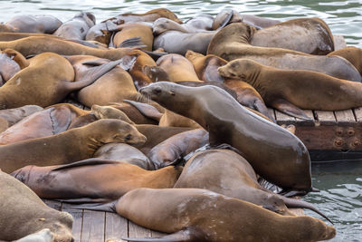 High angle view of sea lion