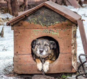 Portrait of dog on wood