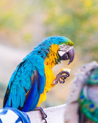 Close-up of blue parrot perching on wood