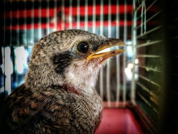 Close-up of bird in cage