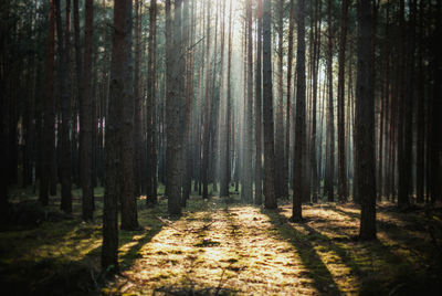 View of trees in the forest