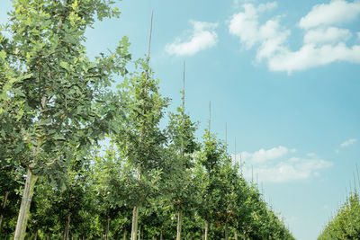 Low angle view of trees against sky