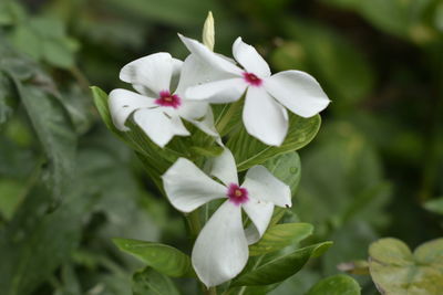 Close-up of white flowering plant