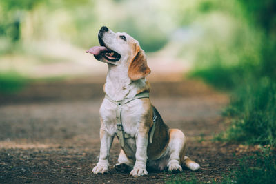 Dog sitting on field