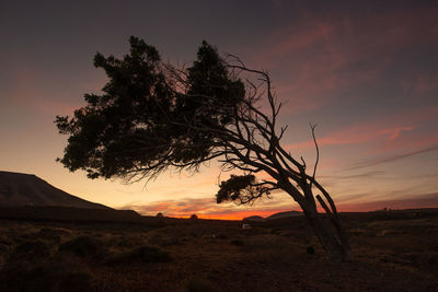 Silhouette tree on field against sky during sunset