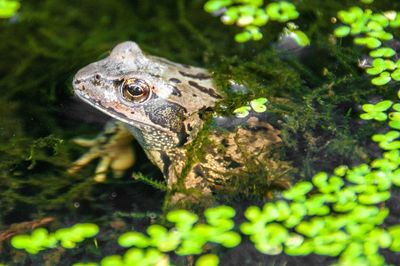 Close-up of crocodile