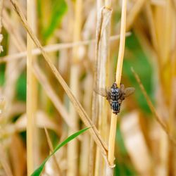 Close-up of houseflies mating on plant